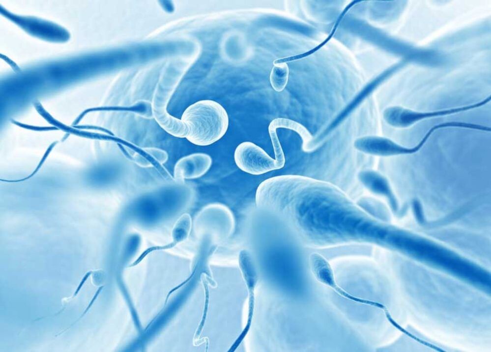 Mangiare noci migliora la qualità dello sperma